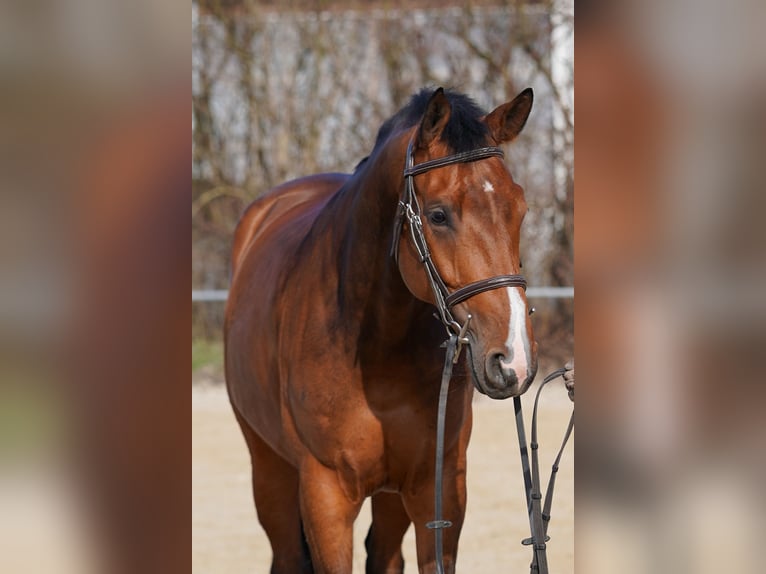 Baden Württemberger Giumenta 5 Anni 168 cm Baio in Gablingen