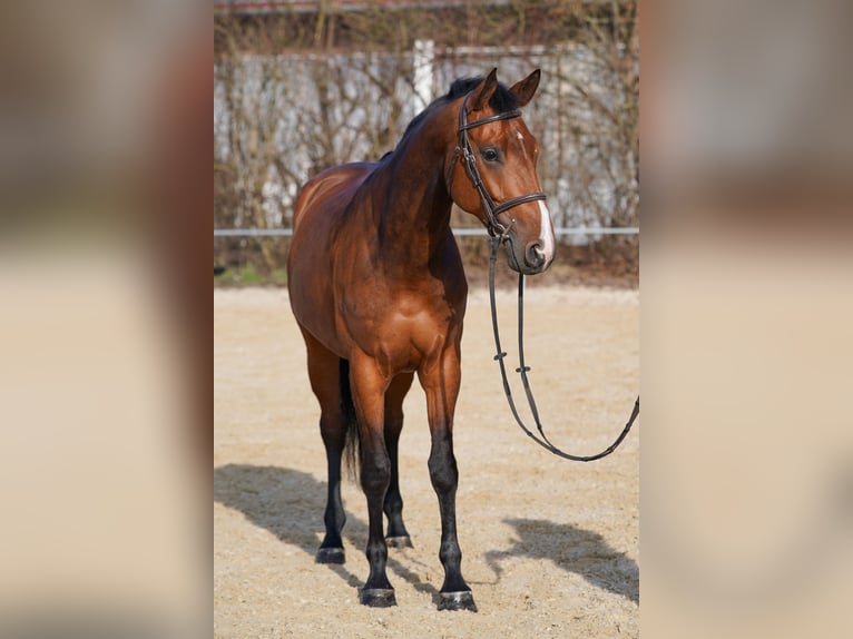 Baden Württemberger Giumenta 5 Anni 168 cm Baio in Gablingen