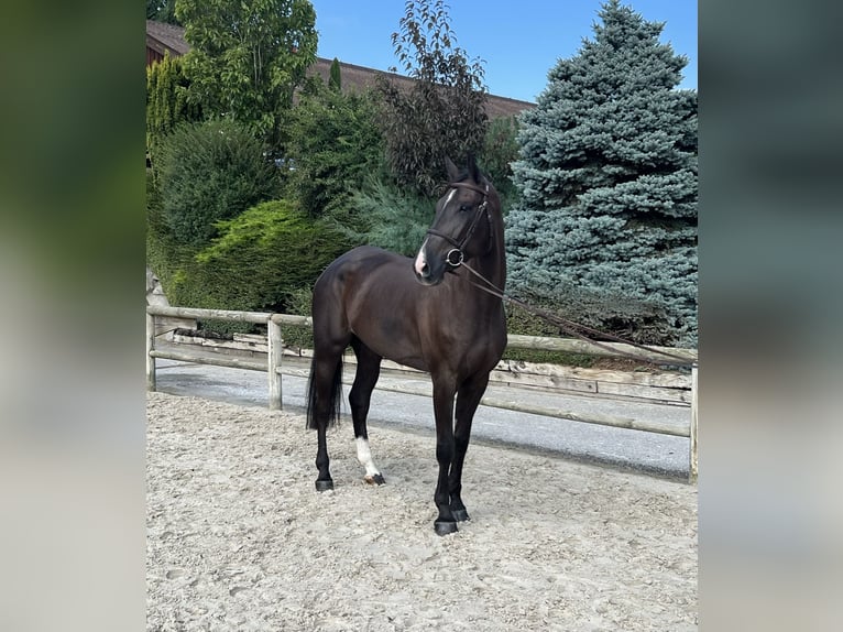 Baden Württemberger Giumenta 5 Anni 168 cm Sauro in Lossy