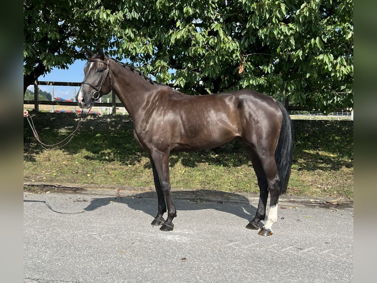 Baden Württemberger Giumenta 5 Anni 168 cm Sauro in Lossy