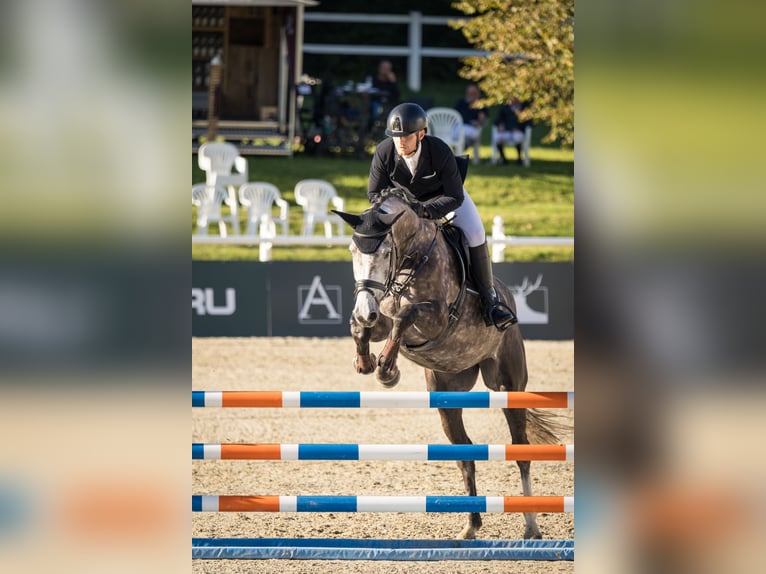 Baden Württemberger Giumenta 5 Anni 170 cm Grigio pezzato in Nürtingen
