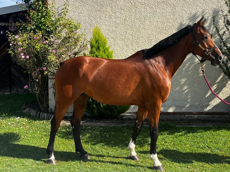 Baden Württemberger Giumenta 5 Anni 172 cm Baio in Grabs