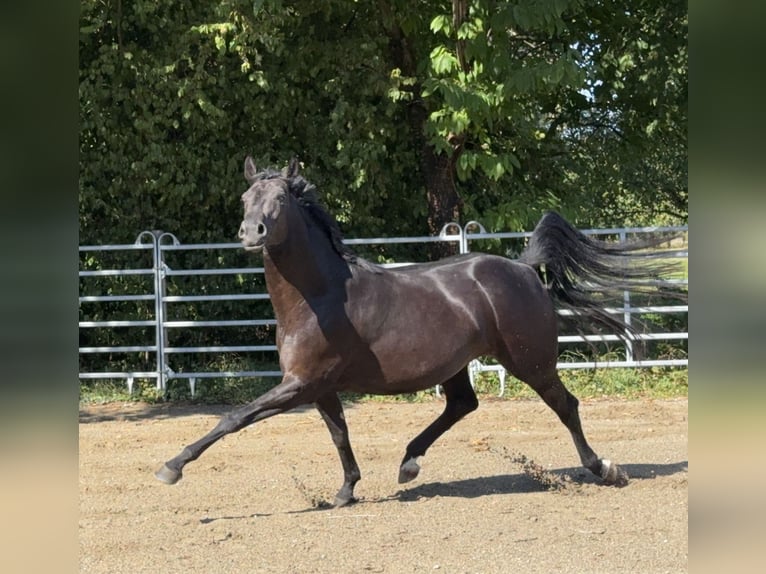 Baden Württemberger Giumenta 6 Anni 163 cm Morello in Weisweil