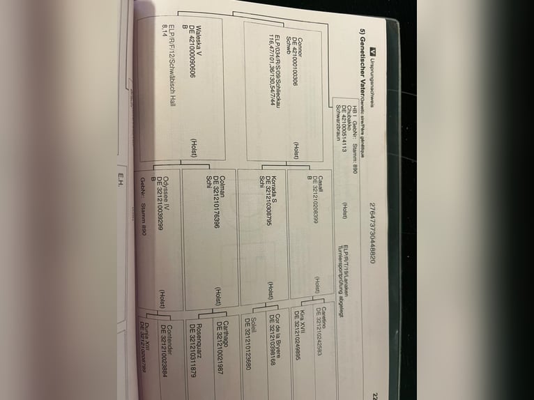 Baden Württemberger Giumenta 6 Anni 165 cm Baio in Raisdorf