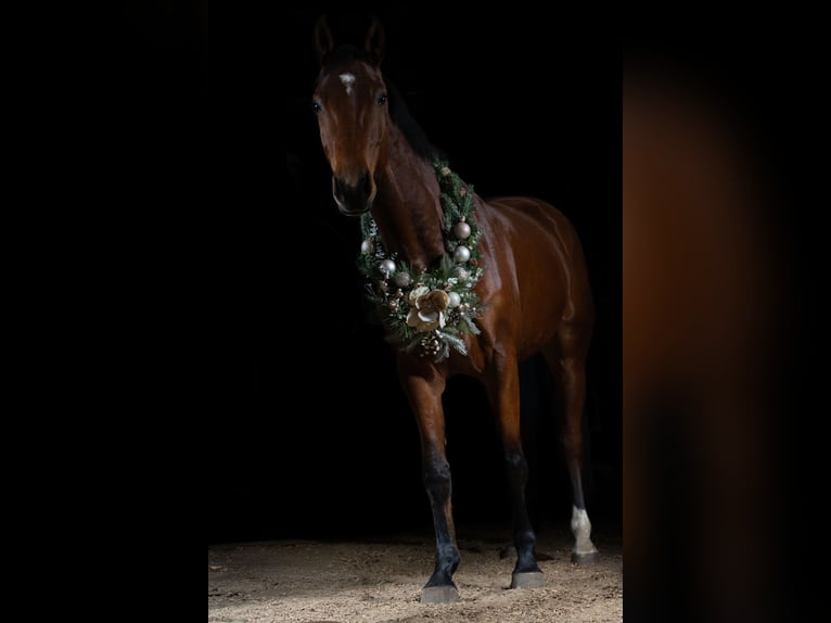 Baden Württemberger Giumenta 6 Anni 165 cm Baio in Raisdorf