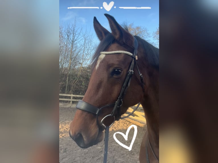 Baden Württemberger Giumenta 6 Anni 165 cm Baio in Schwentinental