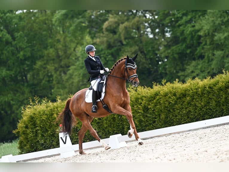 Baden Württemberger Giumenta 6 Anni 167 cm Sauro in Reinsdorf