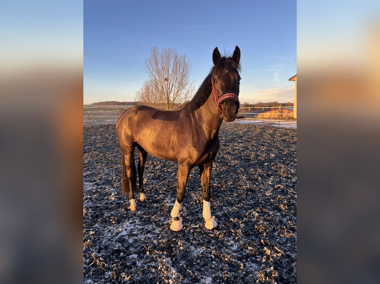 Baden Württemberger Giumenta 7 Anni 169 cm Morello in Schrozberg