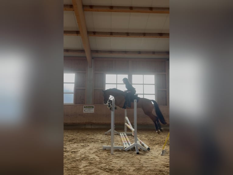 Baden Württemberger Giumenta 8 Anni 163 cm Baio in Fürstenfeldbruck