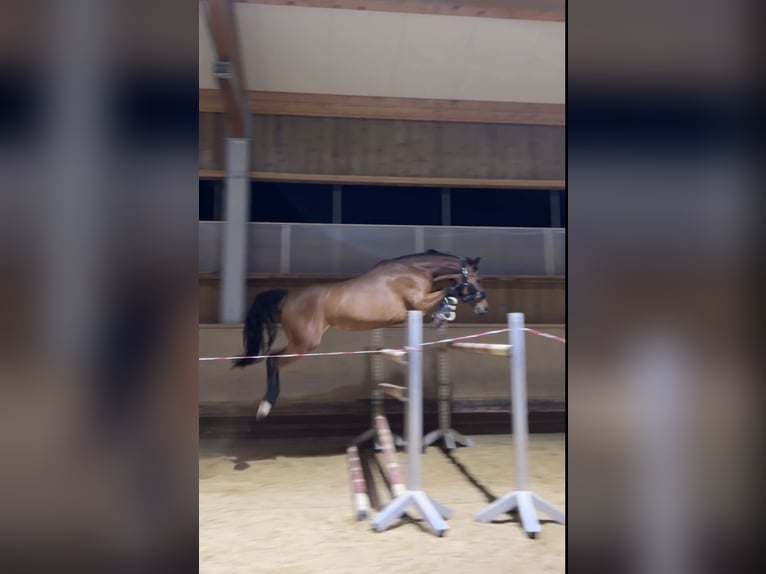 Baden Württemberger Giumenta 8 Anni 163 cm Baio in Fürstenfeldbruck