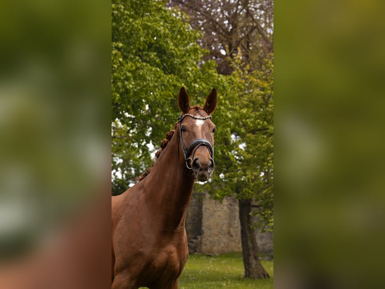 Baden Württemberger Giumenta 8 Anni 170 cm Sauro in Hayingen