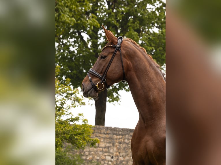 Baden Württemberger Giumenta 8 Anni 170 cm Sauro in Hayingen