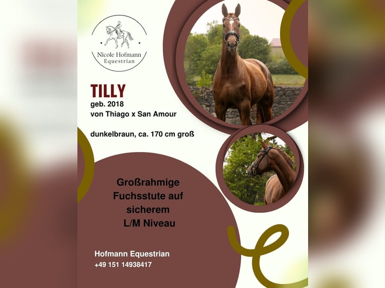 Baden Württemberger Giumenta 8 Anni 170 cm Sauro scuro in Hayingen