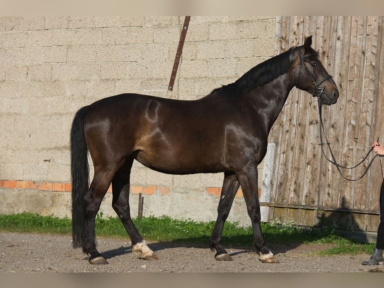 Baden Württemberger Giumenta 9 Anni 170 cm Baio scuro in Fleischwangen