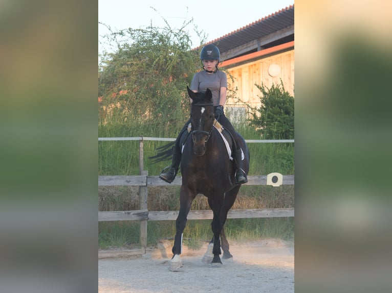 Baden Württemberger Giumenta 9 Anni 170 cm Baio scuro in Fleischwangen