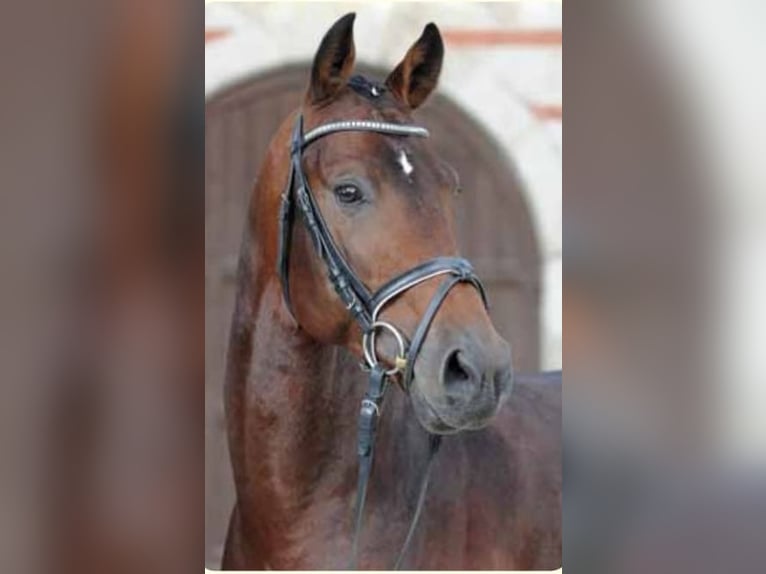 Baden Württemberger Hengst 13 Jahre 170 cm Brauner in Liestal