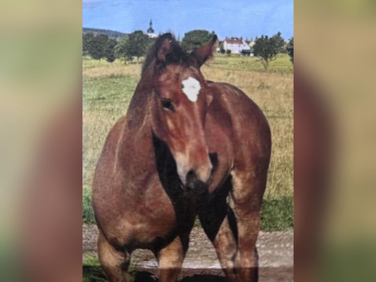 Baden Württemberger Hengst 1 Jaar 168 cm Bruin in Sperenberg