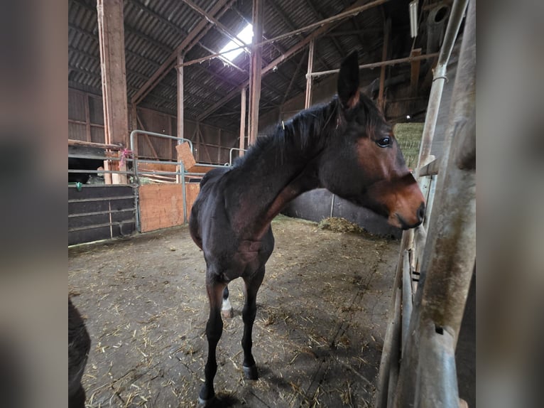 Baden Württemberger Hengst 1 Jaar Bruin in Balingen