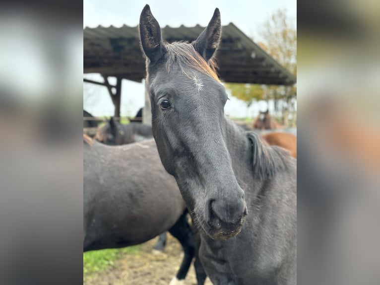 Baden Württemberger Hengst 1 Jaar Zwart in Wangen im Allgäu