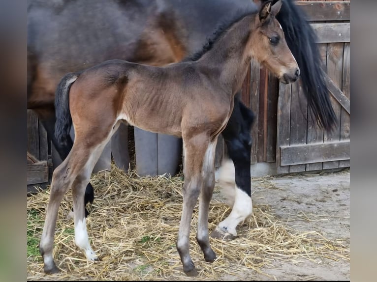 Baden Württemberger Hengst 1 Jahr 168 cm Dunkelbrauner in Gomadingen