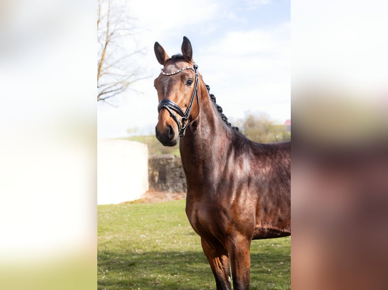 Baden Württemberger Hengst 3 Jahre 170 cm Brauner in Hayingen