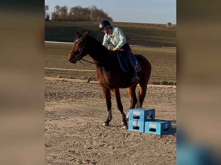 Baden Württemberger Hengst 4 Jaar 163 cm Bruin in Horb am Neckar