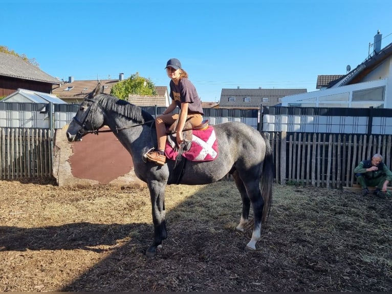 Baden Württemberger Hengst 5 Jaar 166 cm Zwartschimmel in Steinheim am Albuch