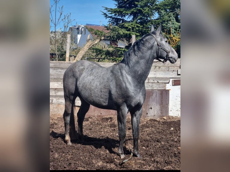 Baden Württemberger Hengst 5 Jaar 166 cm Zwartschimmel in Steinheim am Albuch