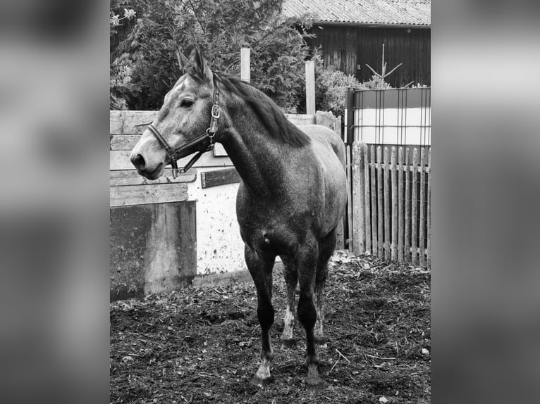 Baden Württemberger Hengst 5 Jaar 166 cm Zwartschimmel in Steinheim am Albuch