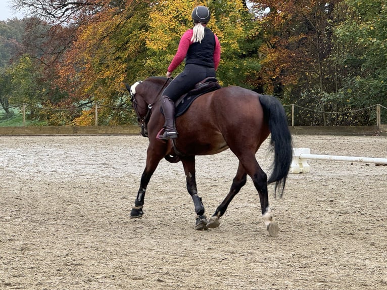 Baden Württemberger Hengst 8 Jaar 176 cm Bruin in Marienmünster