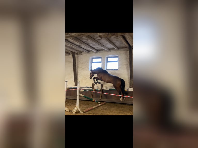 Baden Württemberger Hengst 8 Jaar 176 cm Bruin in Marienmünster