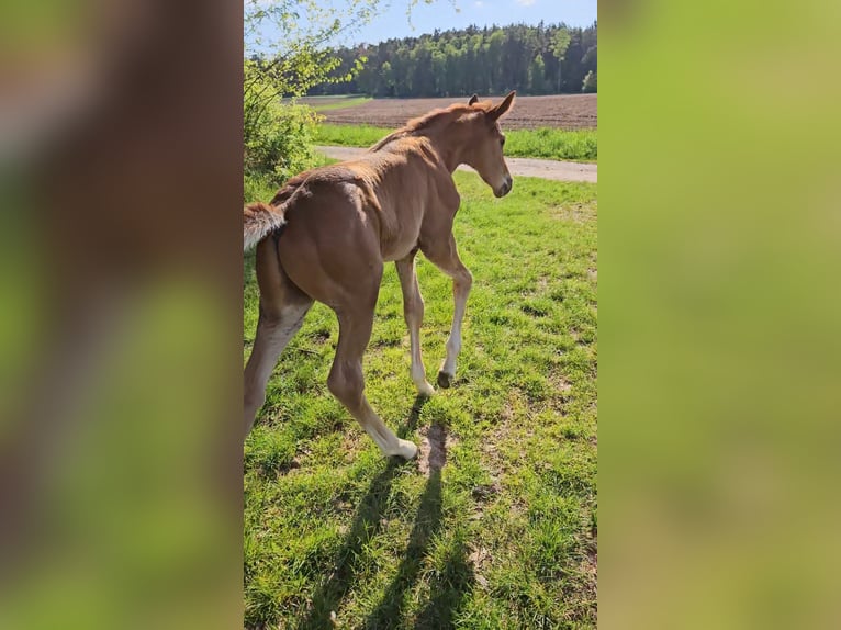 Baden Württemberger Hengst  173 cm Fuchs in Trautskirchen