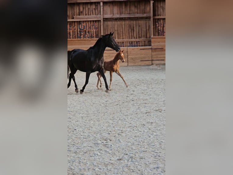 Baden Württemberger Hengst  173 cm Fuchs in Trautskirchen