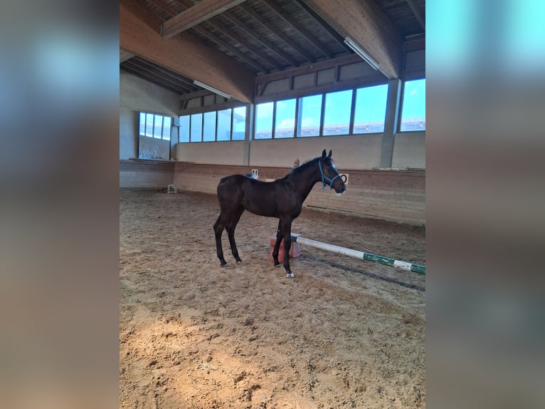 Baden Württemberger Hengst Fohlen (04/2026) 173 cm Schwarzbrauner in Heroldstatt Ennabeuren