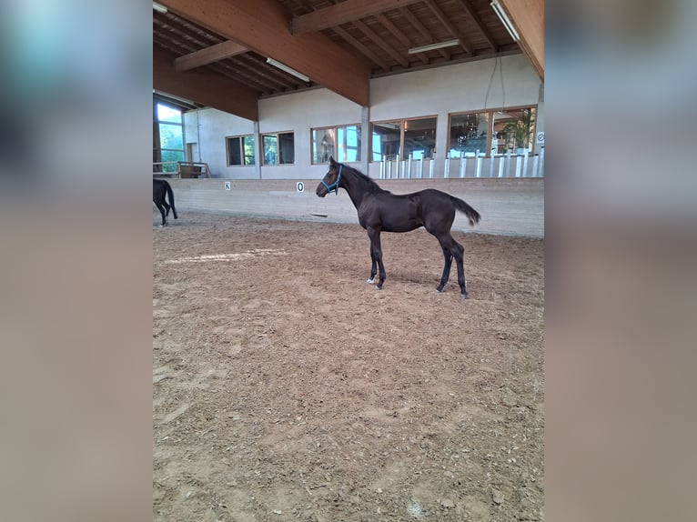 Baden Württemberger Hengst Fohlen (04/2026) 173 cm Schwarzbrauner in Heroldstatt Ennabeuren