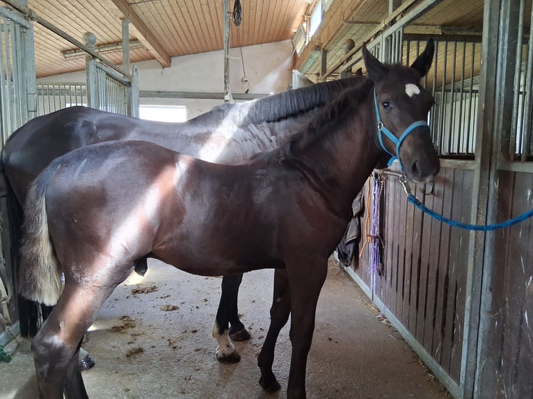 Baden Württemberger Hengst Fohlen (04/2026) 173 cm Schwarzbrauner in Heroldstatt Ennabeuren
