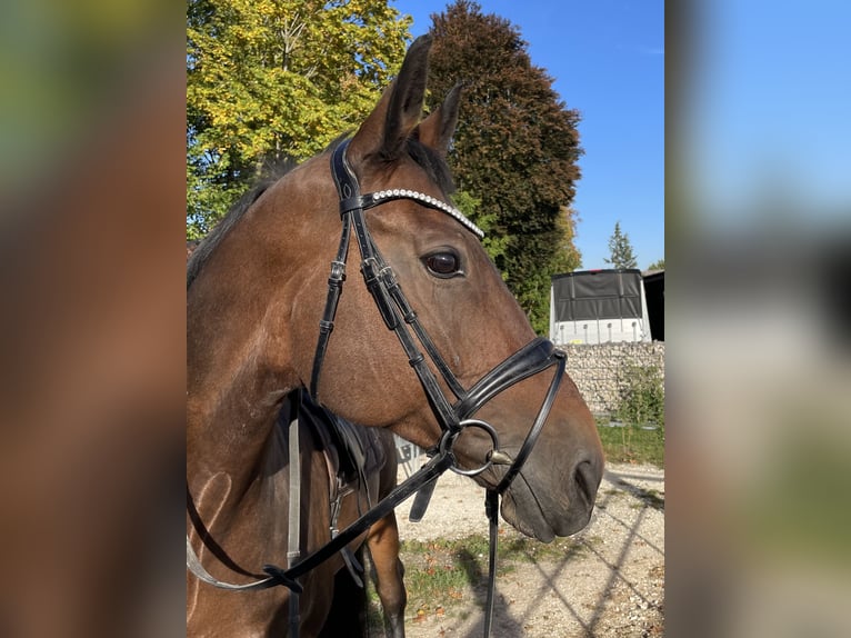 Baden Württemberger Merrie 11 Jaar 167 cm Bruin in Burgau
