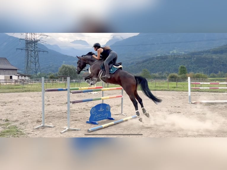 Baden Württemberger Merrie 11 Jaar 167 cm Donkerbruin in Schlins