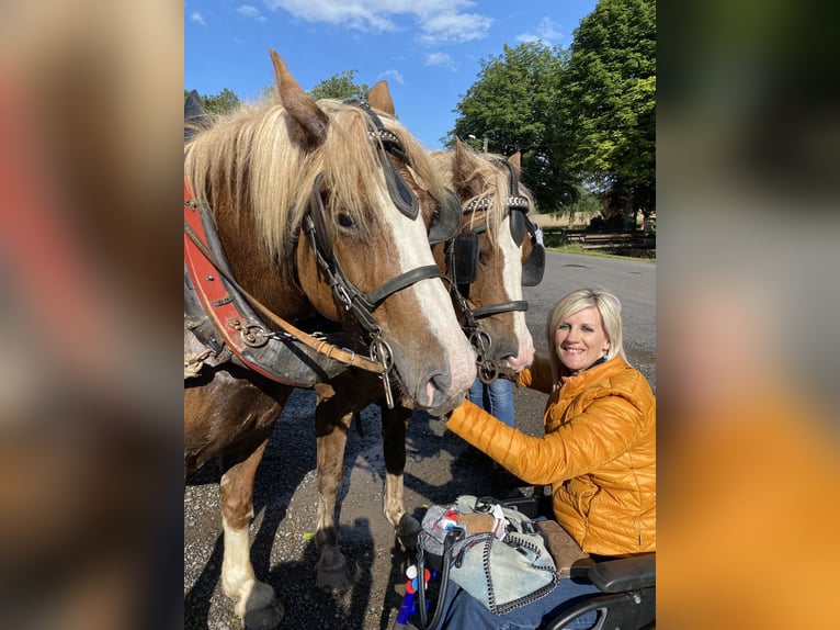 Baden Württemberger Merrie 12 Jaar 155 cm Donkerbruin in PLAINE DE WALSCH