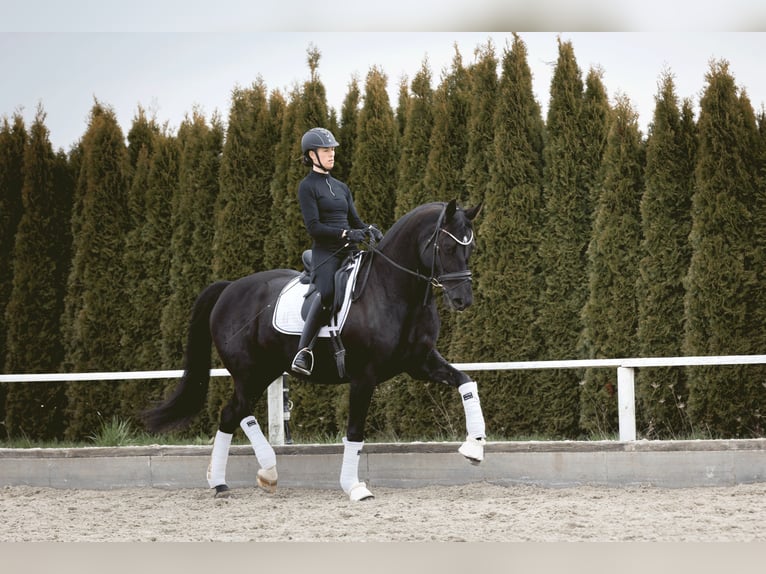 Baden Württemberger Merrie 12 Jaar 174 cm Zwart in Renningen