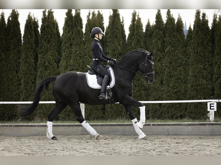 Baden Württemberger Merrie 12 Jaar 174 cm Zwart in Renningen