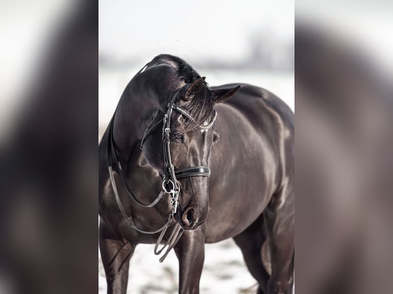 Baden Württemberger Merrie 12 Jaar 174 cm Zwart in Renningen
