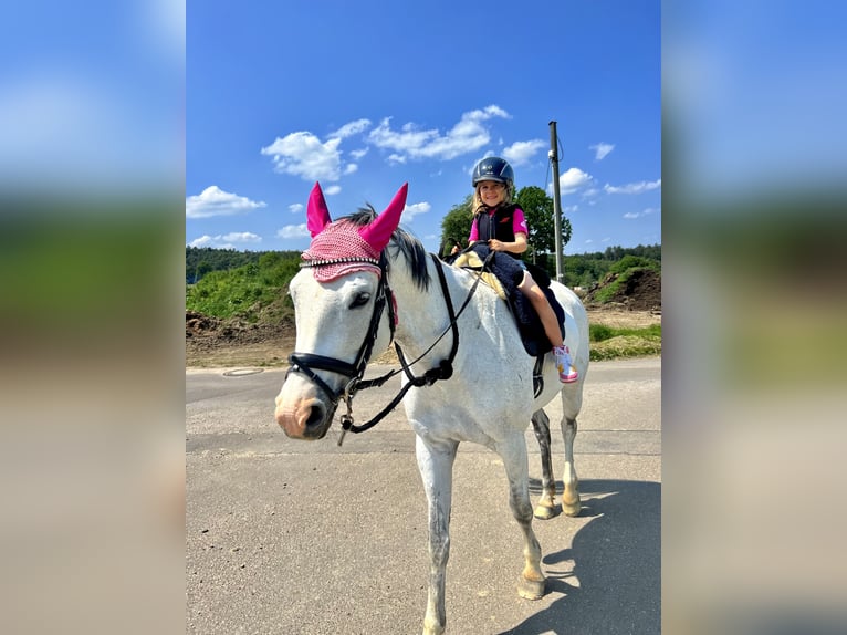 Baden Württemberger Merrie 13 Jaar 160 cm Schimmel in Gaienhofen