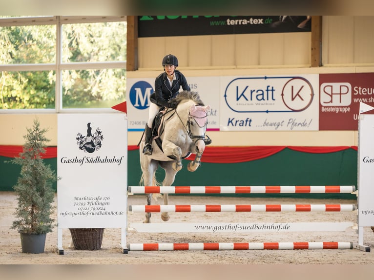 Baden Württemberger Merrie 13 Jaar 160 cm Schimmel in Gaienhofen