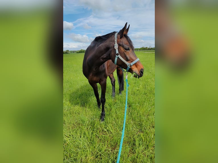 Baden Württemberger Merrie 13 Jaar 167 cm Bruin in Bensheim