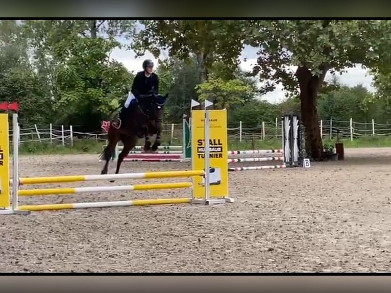 Baden Württemberger Merrie 13 Jaar 167 cm Donkerbruin in Bensheim