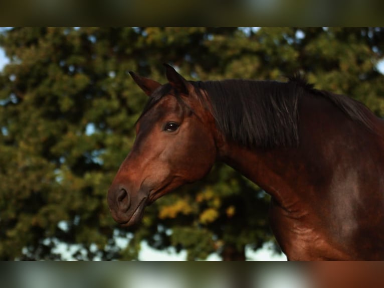 Baden Württemberger Merrie 13 Jaar 169 cm in München