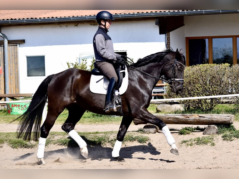 Baden Württemberger Merrie 13 Jaar 170 cm Zwart in Stolpe