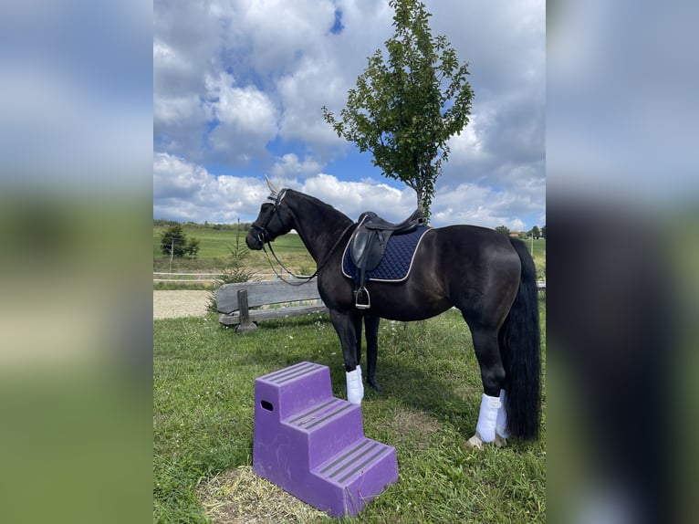 Baden Württemberger Merrie 14 Jaar 162 cm Zwartbruin in Weilheim