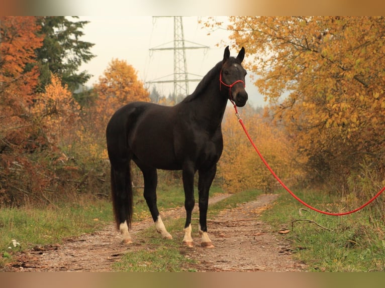 Baden Württemberger Merrie 14 Jaar 162 cm Zwartbruin in Weilheim
